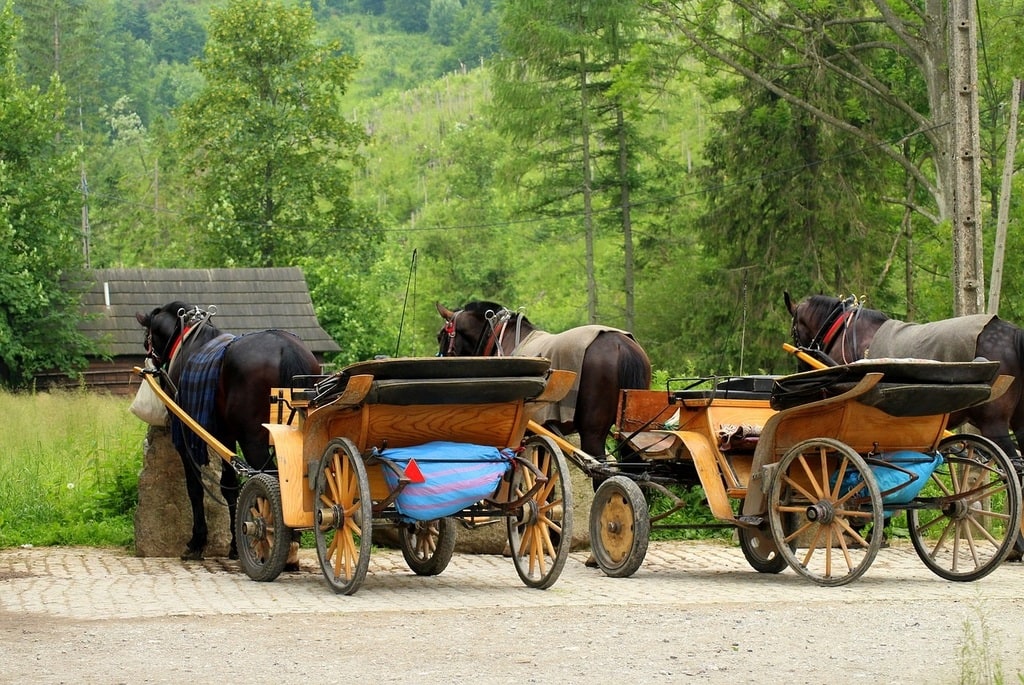 Choisir l'alimentation idéale pour votre cheval